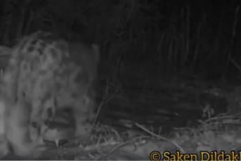 Фотография к новости: Снежного барса засняла фотоловушка в Алматинской области