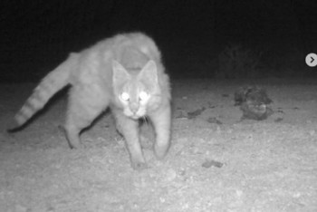 Фотография к новости: Степной кот попал в фотоловушку на Южном Устюрте