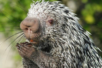 Фотография к новости: Бэби-бум случился в зоопарке Уральска