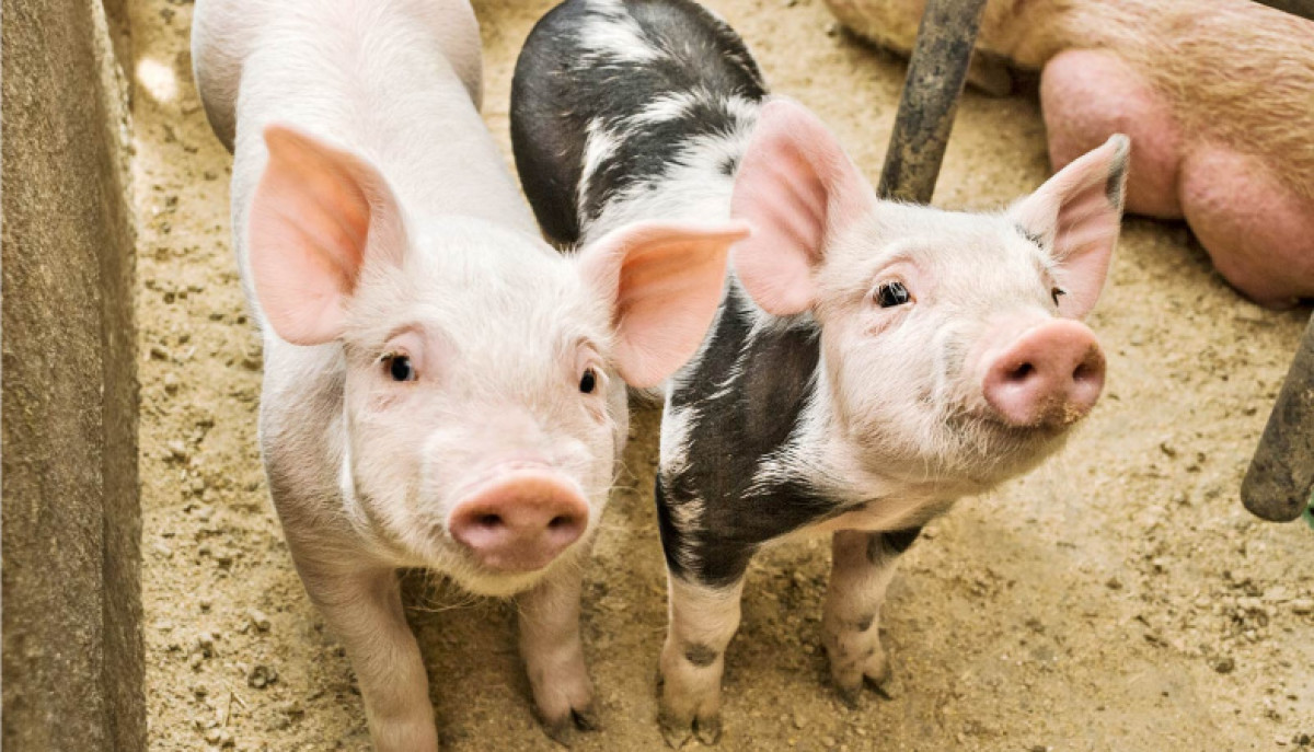  иллюстративное