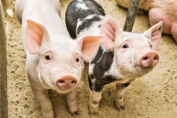 Фотография к новости: Датские инвесторы намерены построить современную свиноферму в Акмолинской области