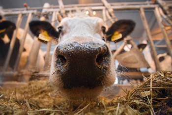 Фотография к новости: Фермер на собрании порвал грамоту от акима Актюбинской области