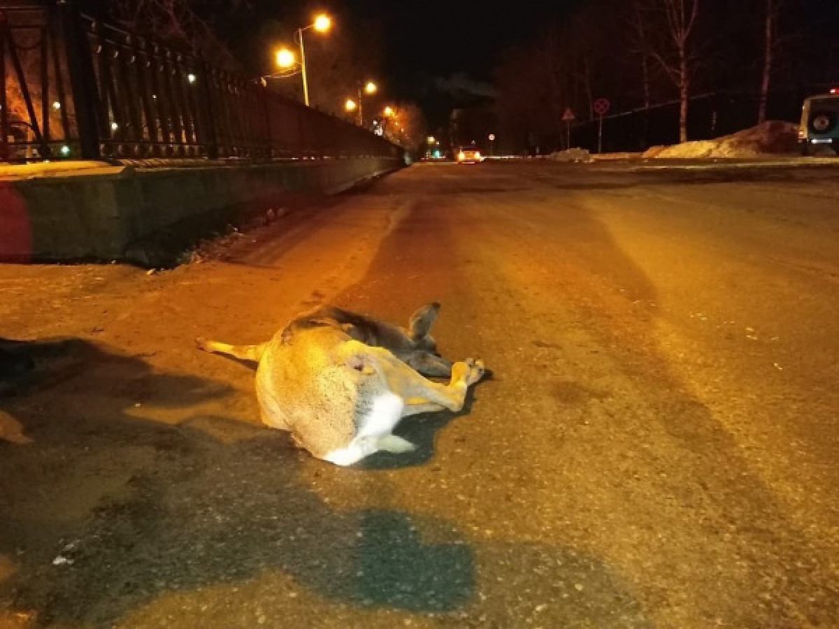  Instagram/ @daur_ibraev