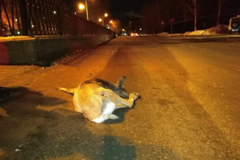 Фотография к новости: Сбитую в Усть-Каменогорске косулю выхаживают автомобилисты