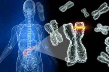 Фотография к новости: Ученые говорят, что Y-хромосома рано или поздно может исчезнуть