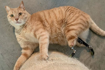 Фотография к новости: Кот на протезах из Италии стал звездой интернета