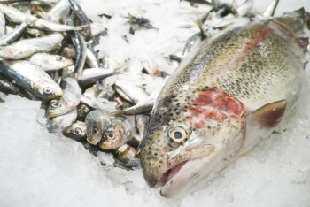 Фотография к новости: МСХ проверяет видео с мертвой рыбой в реке Урал