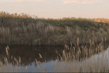 Фотография к новости: Как поют сайгаки в Казахстане, записали на видео