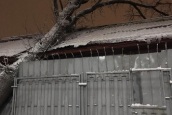 Фотография к новости: Дерево проломило здание психбольницы в Алматы