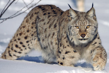 Фотография к новости: Рысь вышла к людям в Семее