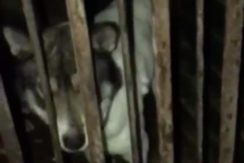 Фотография к новости: Пускали на мясо. Волонтеры обнаружили собак из отлова в одном из кафе Талдыкоргана