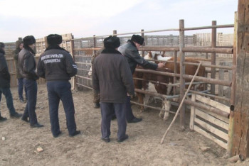 Фотография к новости: Домашние животные ночью будут светиться в Атырауской области