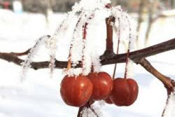 Фотография к новости: Усиление ветра и гололед ожидаются в Казахстане