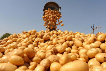 Фотография к новости: Проблему переизбытка картофеля решит строительство крахмального завода в Павлодарской области