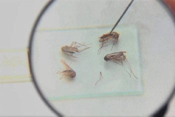 Фотография к новости: Нашествие комаров и мошек не могут победить в Павлодаре