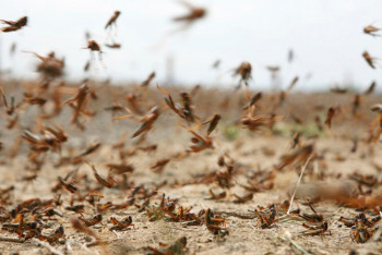 Фотография к новости: Как будут бороться с саранчой в Казахстане - Минсельхоз РК