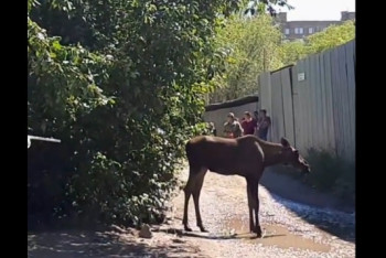 Фотография к новости: Лось разгуливал по улицам Темиртау