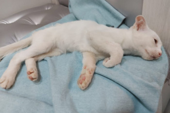 Фотография к новости: Котенка выбросили с 12 этажа на детскую площадку в Нур-Султане