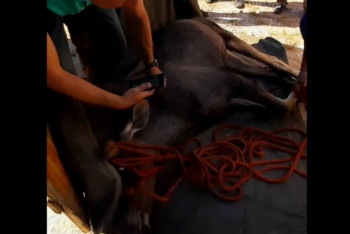 Фотография к новости: От стресса умер пойманный лось в Темиртау