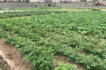 Фотография к новости: Огород в центре Нур-Султана: кто посадил картошку на левом берегу