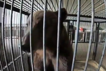 Фотография к новости: Павлодарские волонтеры помогли собрать средства для выезда российского цирка