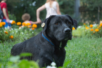 Фотография к новости: Строгие штрафы, правила выгула и ответственность владельцев. Что предлагают в проекте закона о защите животных в Казахстане