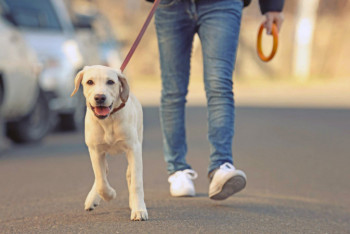 Фотография к новости: Каким будет закон о защите животных в Казахстане
