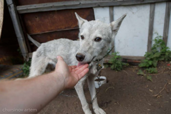 Фотография к новости: Госорганы шевелиться не будут, пока не случится скандал – депутат Мажилиса о защите животных