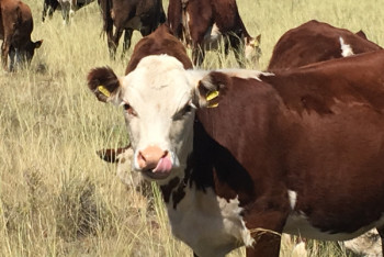 Фотография к новости: Несырьевой экспорт или как Казахстан кормит Россию и Китай