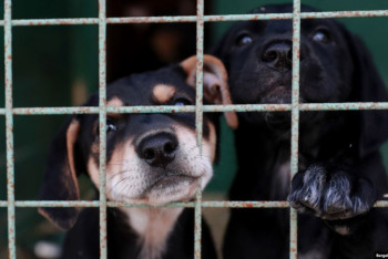 Фотография к новости: Изнасилование собак в Нур-Султане: полиция начала расследование