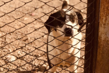 Фотография к новости: Как содержат бездомных собак в "Астана Ветсервис". Фоторепортаж из питомника