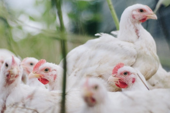 Фотография к новости: Птичий грипп в Казахстане: почти 400 миллионов тенге компенсации выплатят фермерам