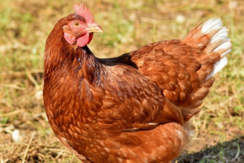 Фотография к новости: Падеж домашней птицы зафиксирован в пяти регионах Казахстана