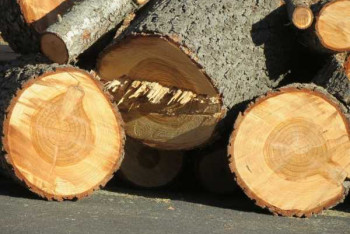 Фотография к новости: Родители пожаловались на поборы дровами для школы в Акмолинской области