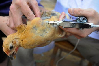 Фотография к новости: Об острой нехватке вакцин от птичьего гриппа заявили птицеводы Казахстана