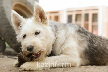 Фотография к новости: Мирзагалиев рассказал о работе над законопроектом по защите животных