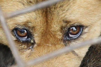 Фотография к новости: Почему жестокое обращение с животными остается безнаказанным в Казахстане