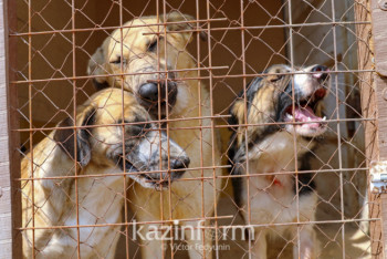 Фотография к новости: Подозреваемых по делу об изнасиловании собак в Нур-Султане еще нет - МВД