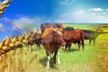 Фотография к новости: Импорт птицы, рыбы, яблок, сахара и молока планируют сократить в Казахстане