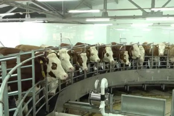 Фотография к новости: Павлодарское дело о коровах рассматривал областной общественный совет