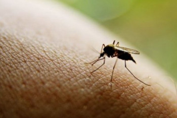 Фотография к новости: Почему павлодарские комары равнодушны к отраве за сотни миллионов тенге?