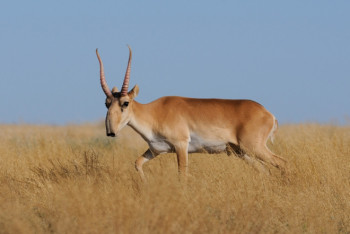 Фотография к новости: Краснокнижные сайгаки уничтожают посевы крестьян в Акмолинской области