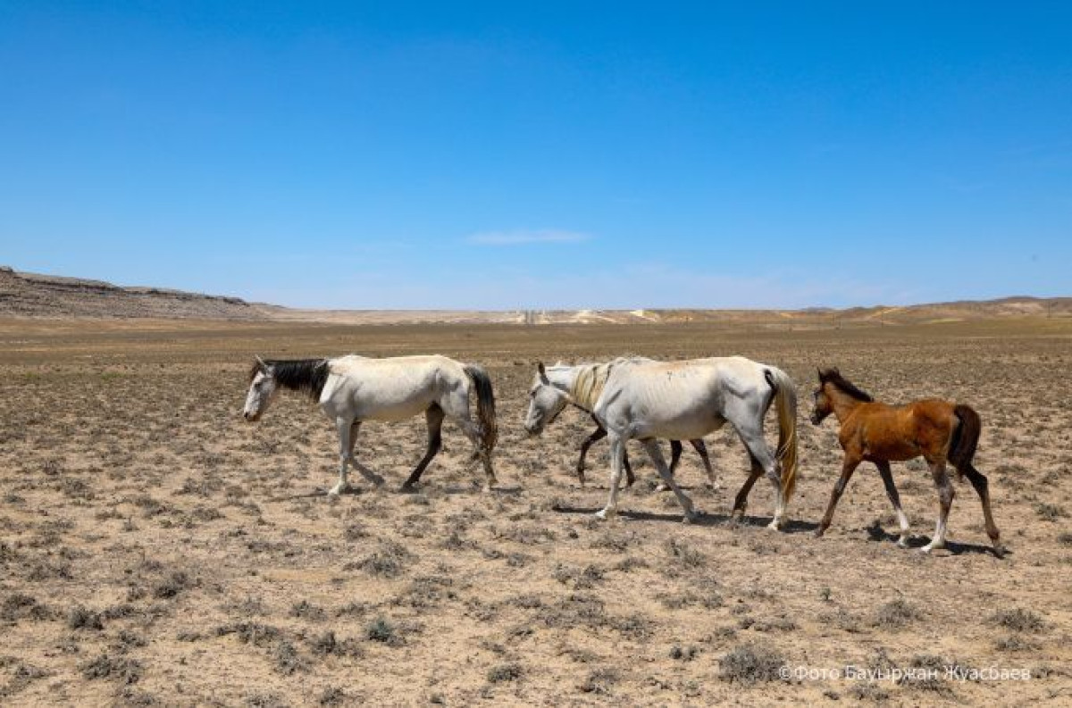  BaigeNews.kz/ Бауыржан Жуасбаев