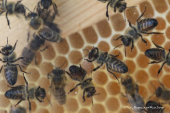 Фотография к новости: Почему люди спят на пчелах. Репортаж из костанайской пасеки