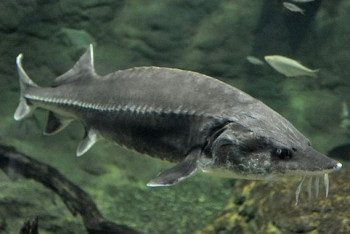 Фотография к новости: Форель и осетр, картофель фри - инновационную продукцию будут выпускать в Акмолинской области