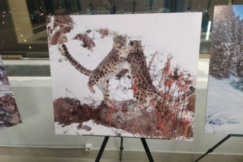 Фотография к новости: Экоакция "Сохраним снежного барса!" прошла в Нур-Султане