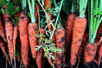 Фотография к новости: Две казахстанских фуры с морковью застряли на границе с Россией