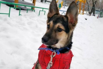 Фотография к новости: Павлодарские волонтеры пытаются привлечь к уголовной ответственности хозяев погибшей собаки