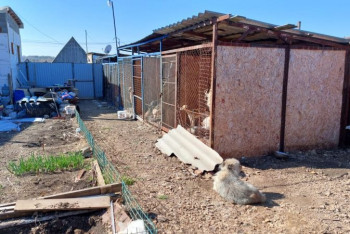 Фотография к новости: "Нур-Султан собак и кошек вывозит машинами". Закон о защите животных глазами акмолинцев