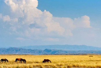 Фотография к новости: "Независимо от этноса, все мы — дети Великой степи" — глава Ассоциации корейцев Казахстана
